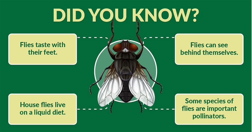 Did you know Types of flies in Mexico