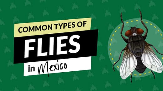 Types of flies in Mexico