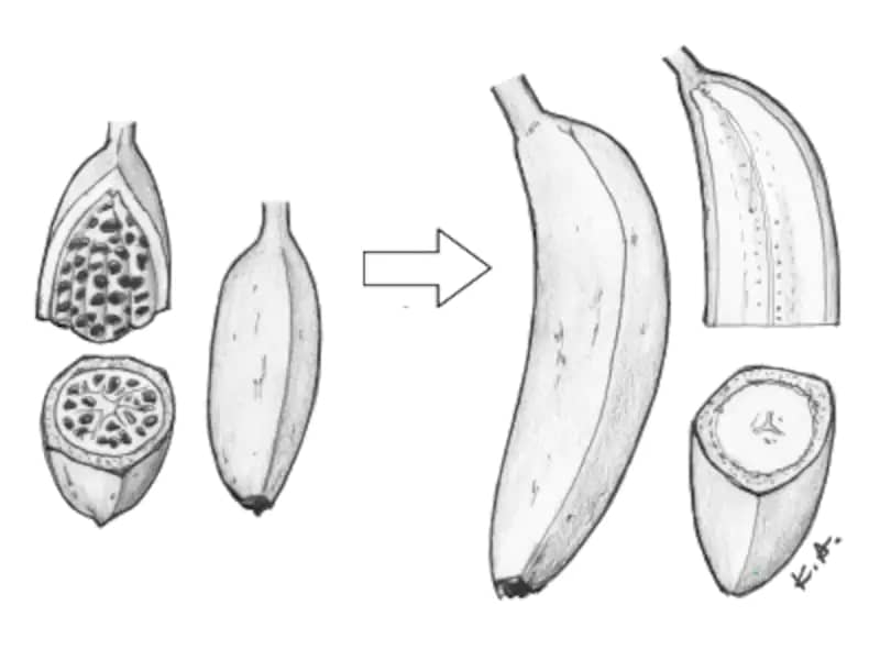 How will seedless fruits increase? Understand explanation of "polyploidy"!