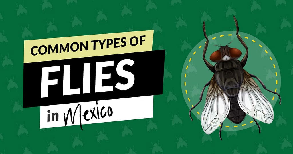 Types of flies in Mexico
